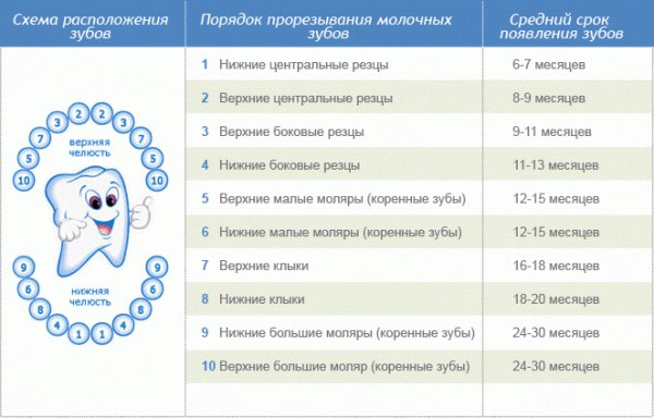 Как лезут клыки фото